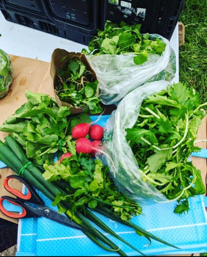 OTIS Fresh CSA FLASH Sale